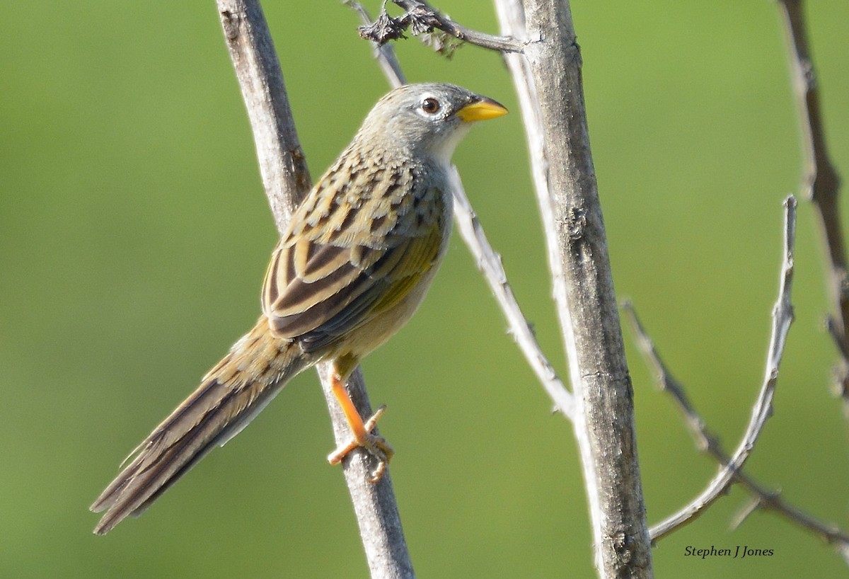Wedge-tailed Grass-Finch - ML79830541