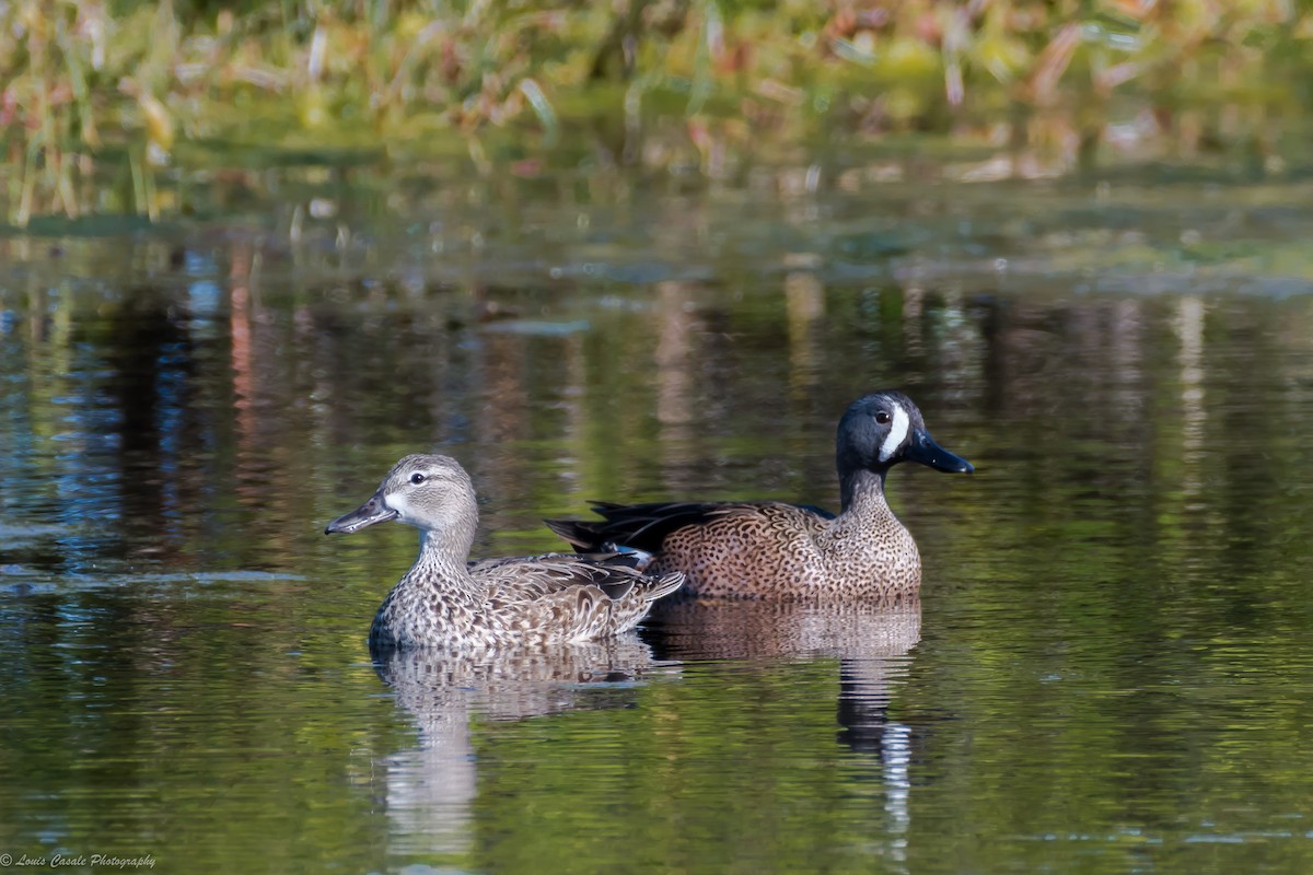 Blue-winged Teal - ML79830791