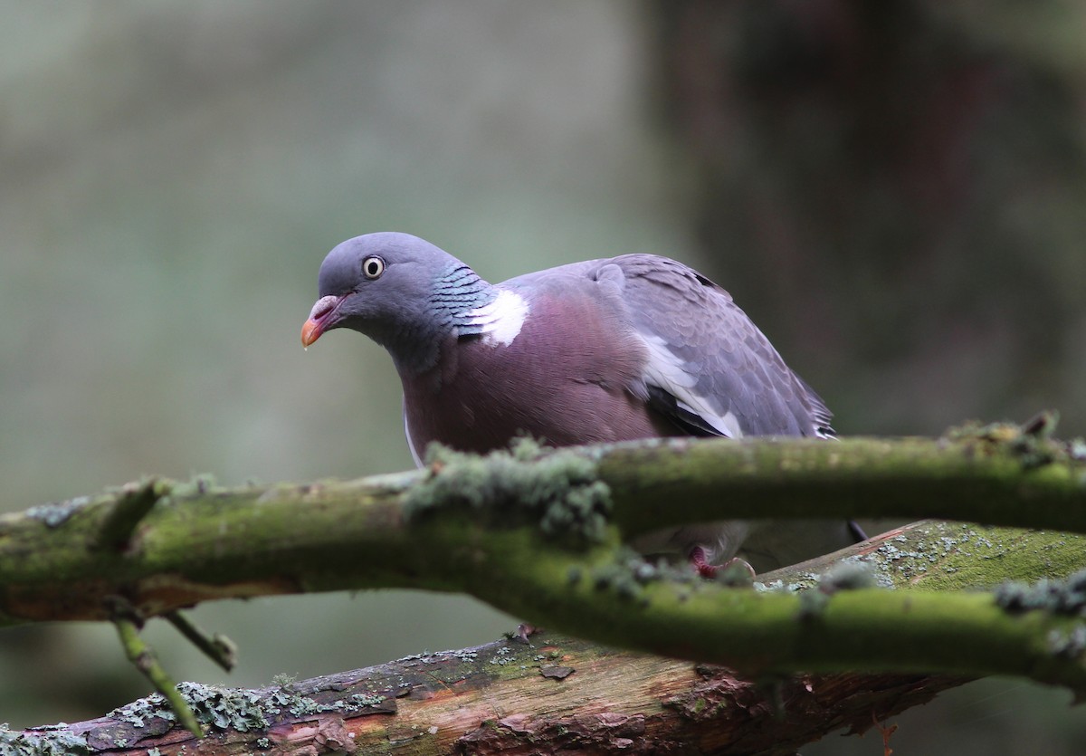 Common Wood-Pigeon (White-necked) - ML79830981
