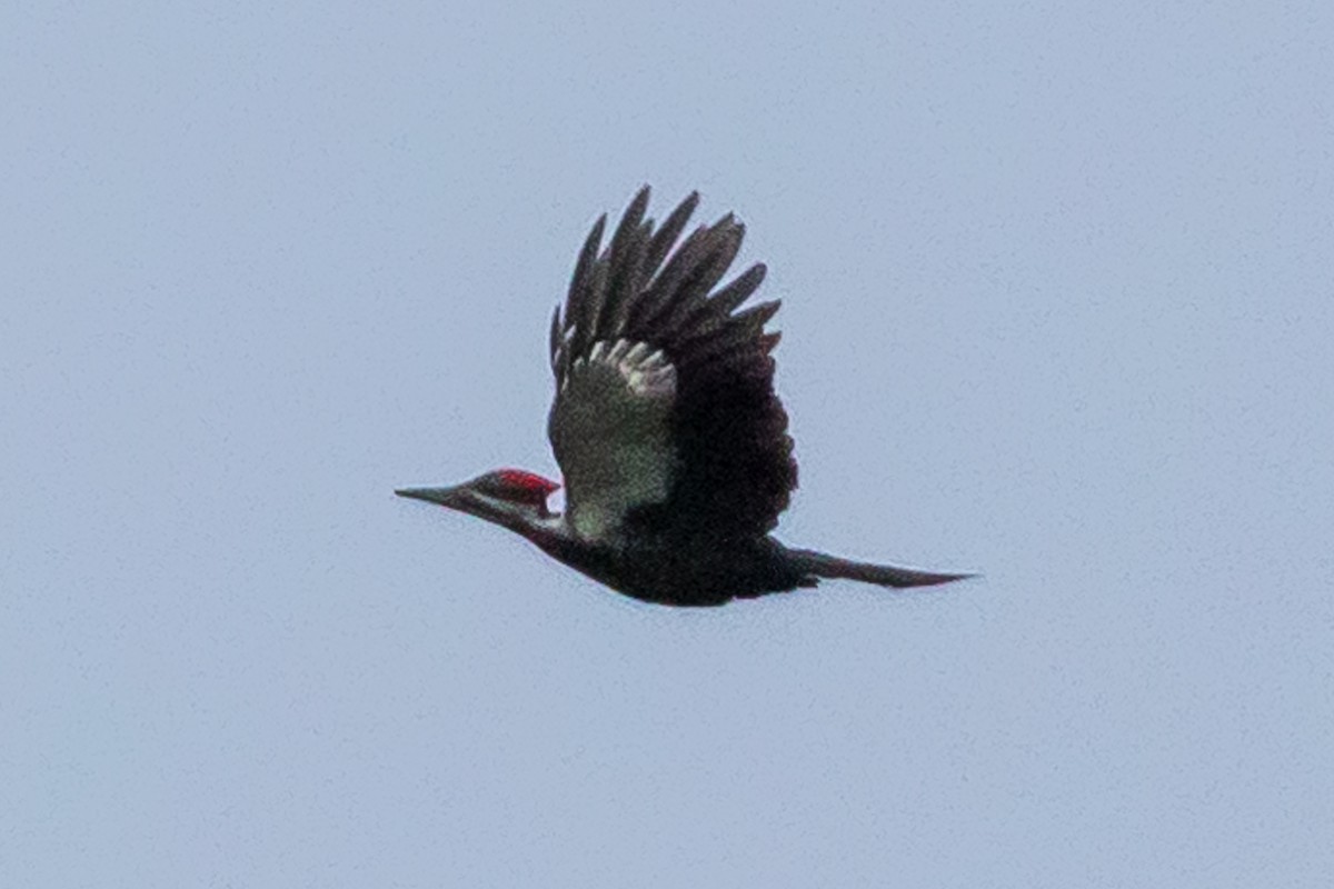 Pileated Woodpecker - John Reynolds