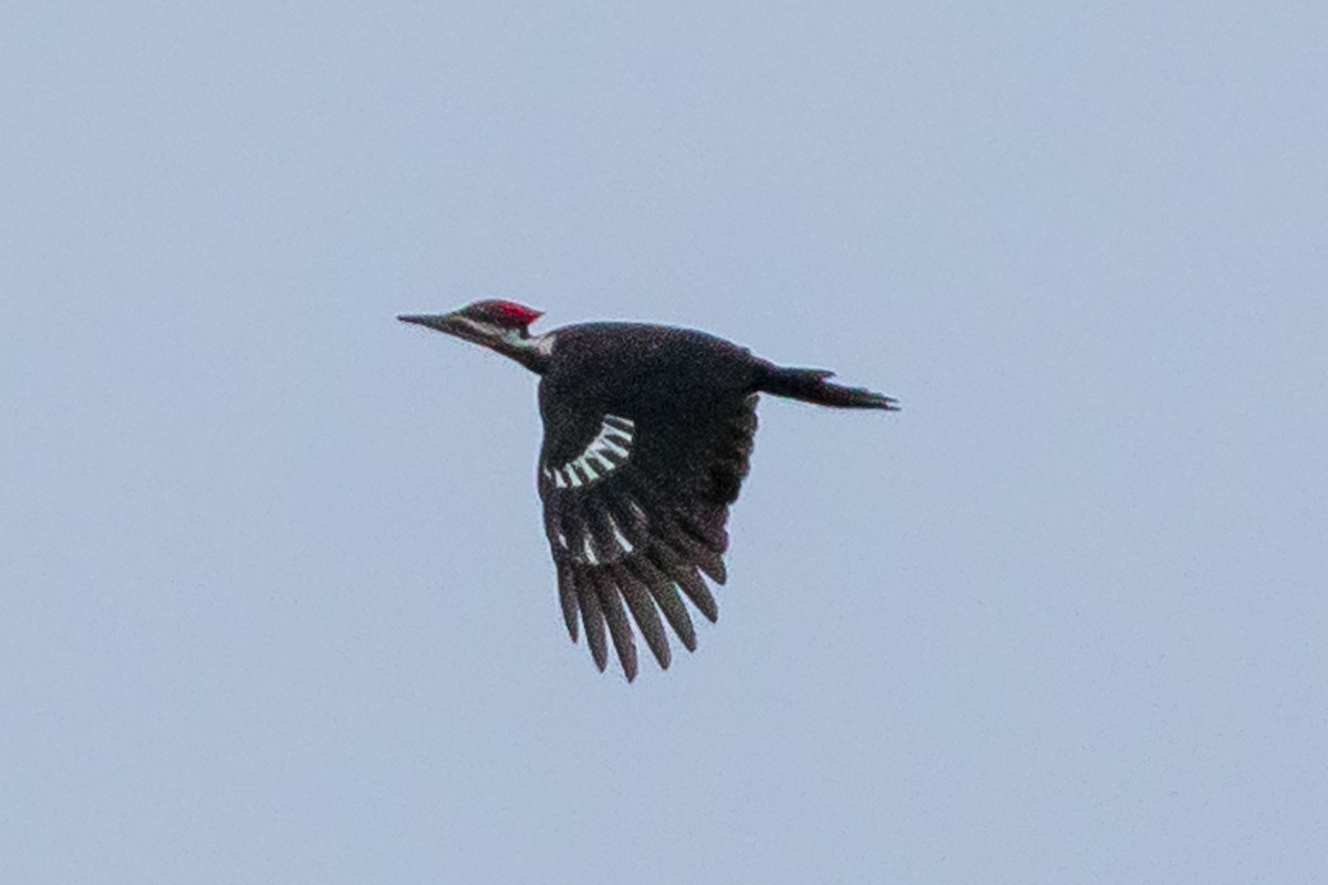 Pileated Woodpecker - ML79833721