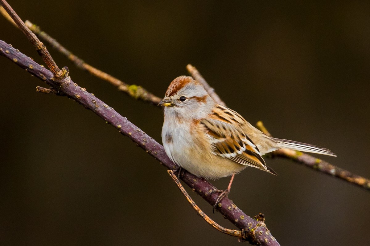 American Tree Sparrow - John Reynolds