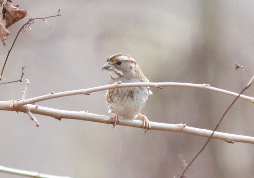 White-throated Sparrow - Andre Moncrieff