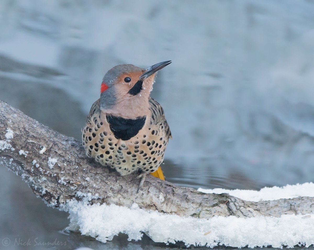Northern Flicker (Yellow-shafted) - Nick Saunders