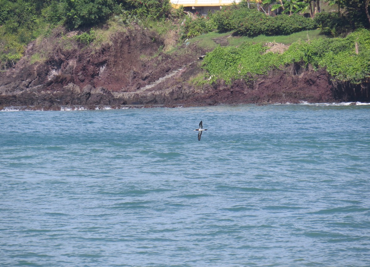 Brown Booby - ML79840611