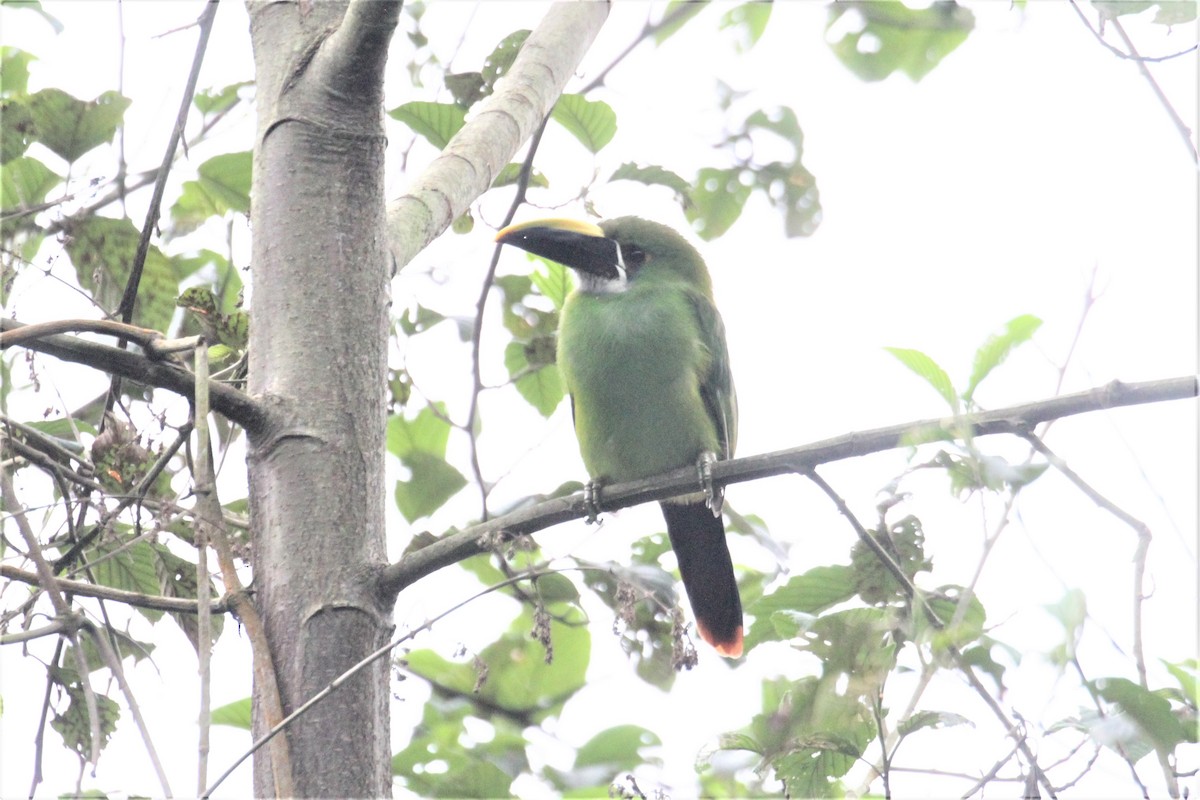 Southern Emerald-Toucanet - Charles Davies