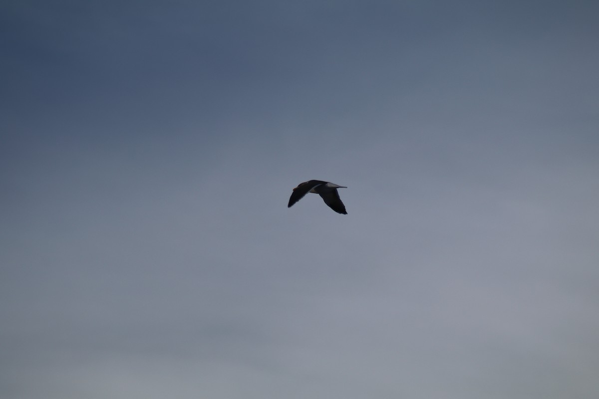 Lesser Black-backed Gull - Doug Kibbe