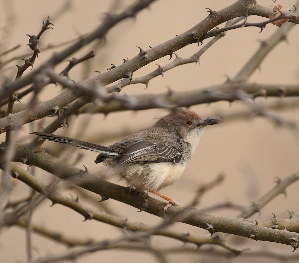 Red-fronted Prinia - ML79844101