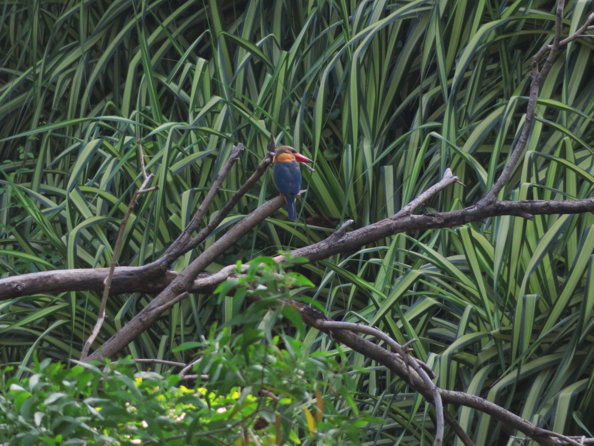 Stork-billed Kingfisher - Kian Guan Tay