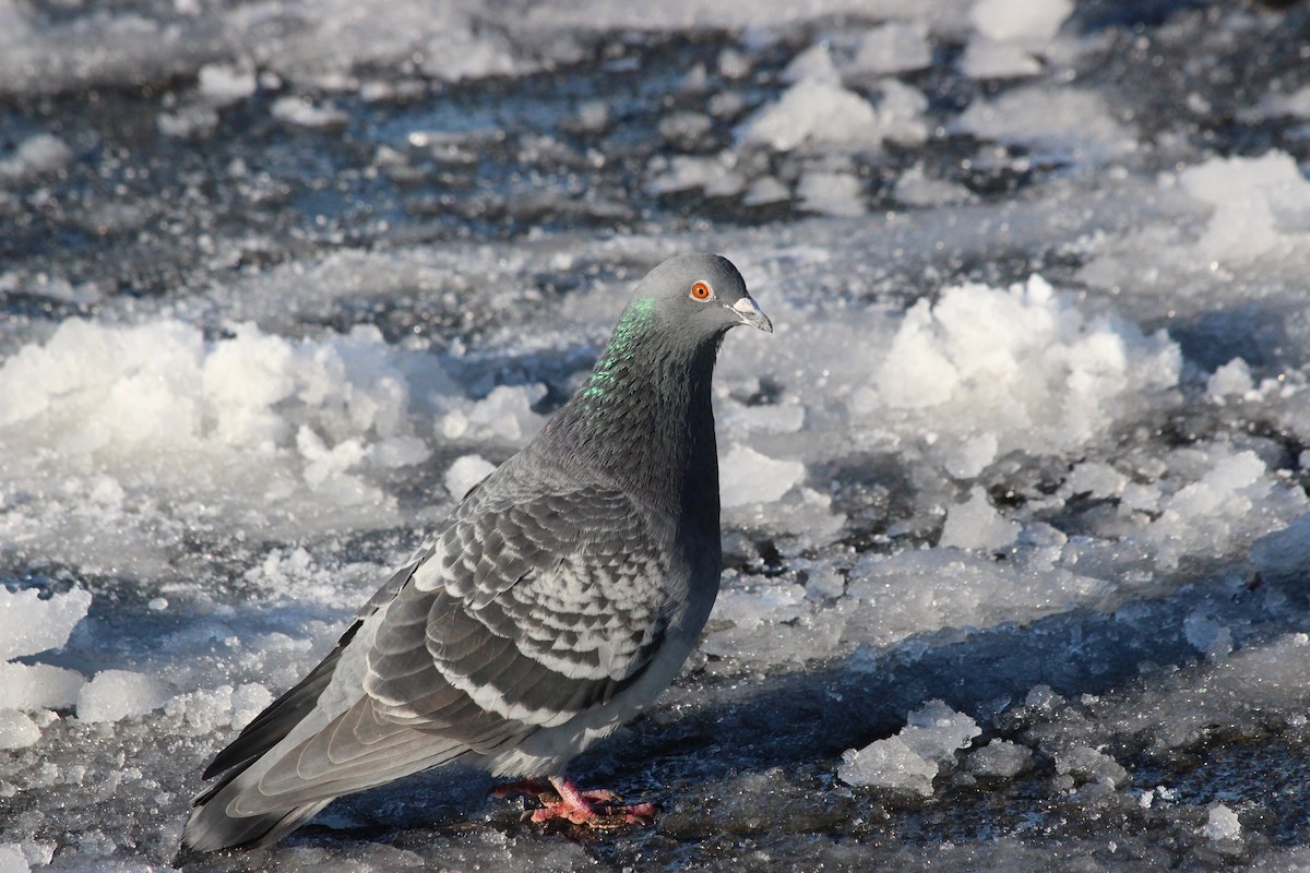 Rock Pigeon (Feral Pigeon) - Keith Matthieu