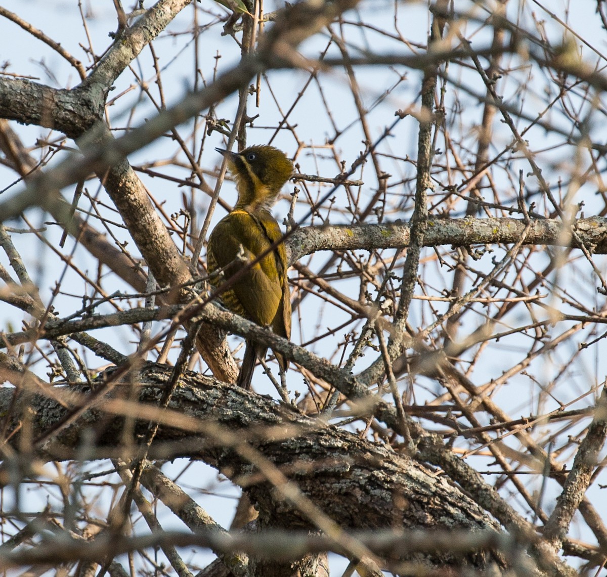 Golden-green Woodpecker - Meg Barron