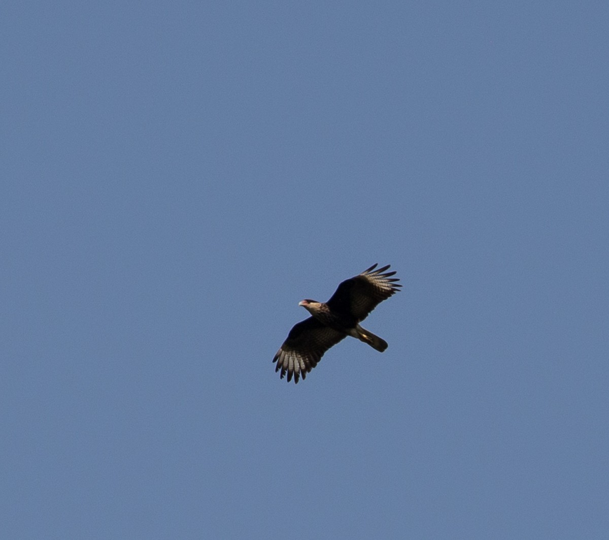 Crested Caracara (Southern) - ML79846331