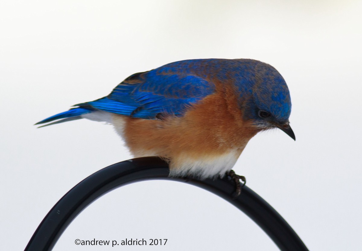 Eastern Bluebird - andrew aldrich
