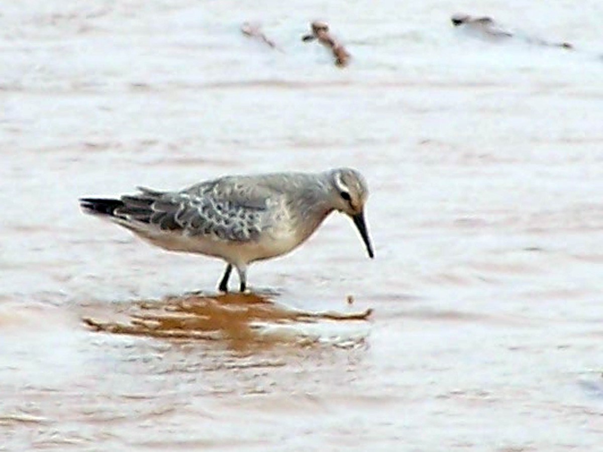 Red Knot - ML79851321