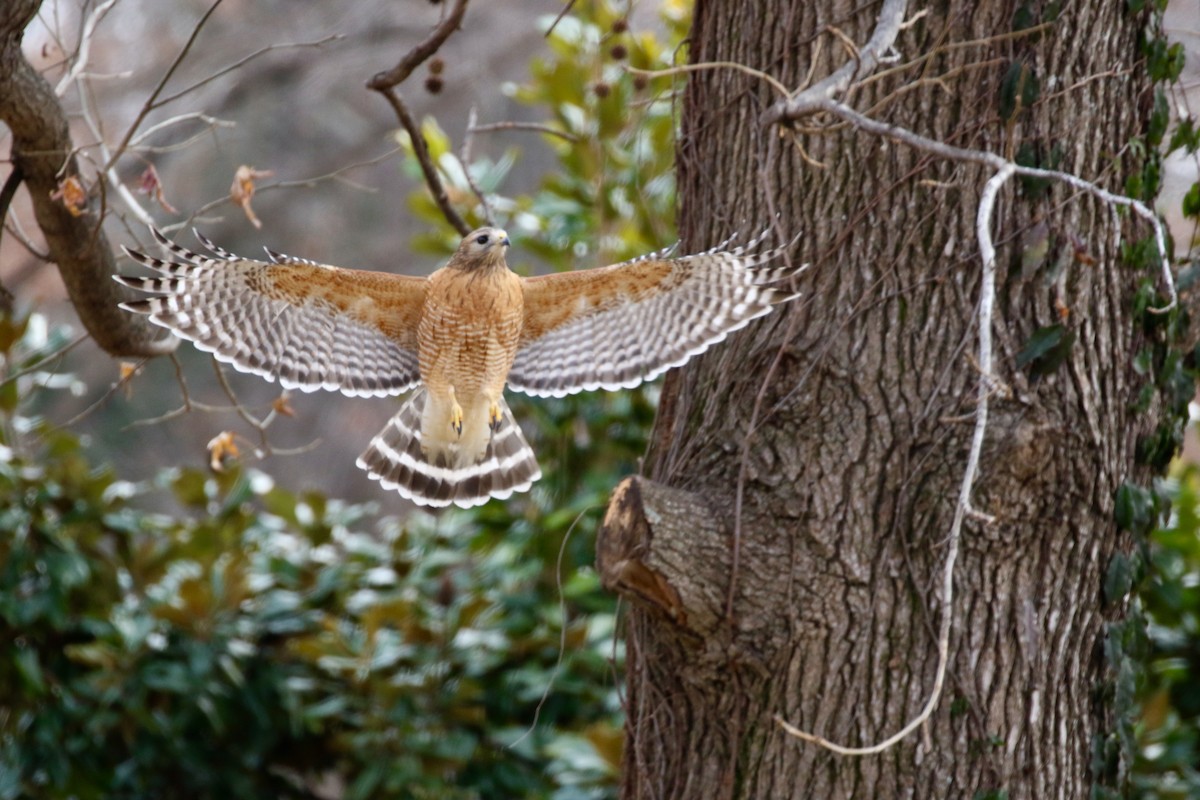Red-shouldered Hawk - Holly Cox