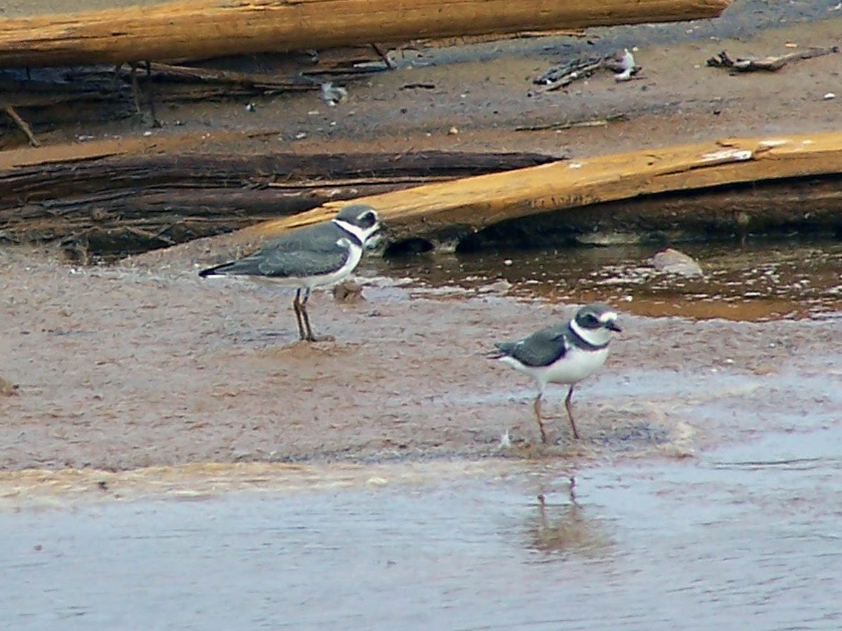 Semipalmated Plover - ML79851771