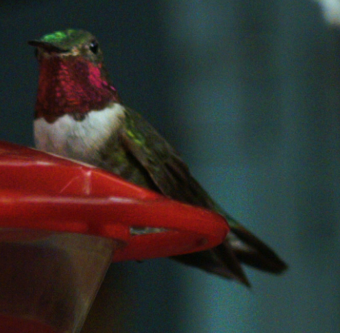 Broad-tailed Hummingbird - Trevor Rogers