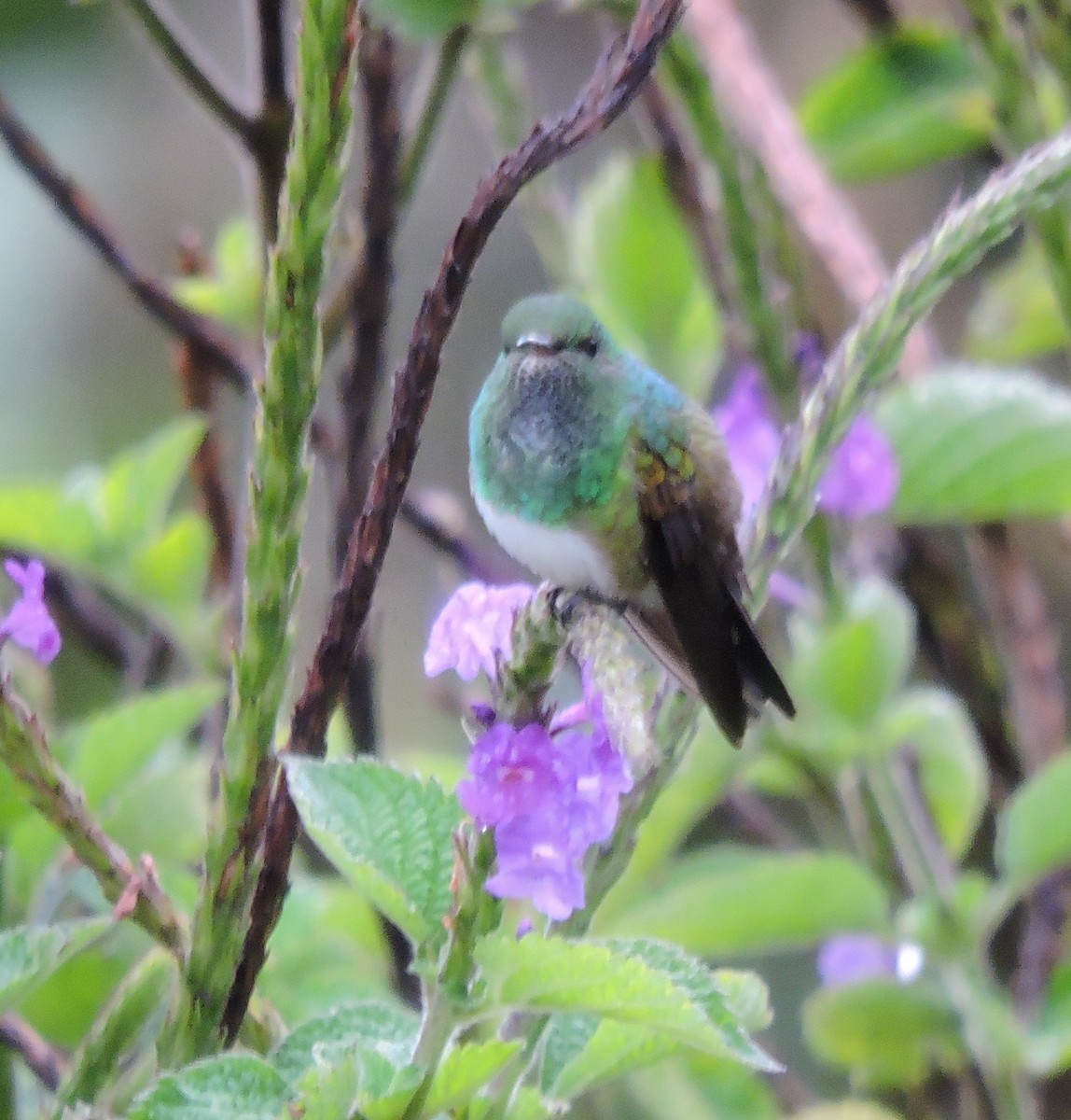 Snowy-bellied Hummingbird - Craig Gittleman