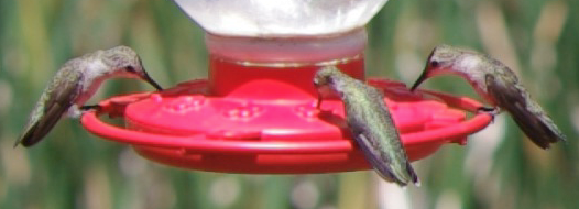 Calliope Hummingbird - ML79853271