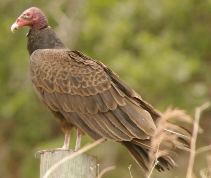 Turkey Vulture - Trevor Rogers