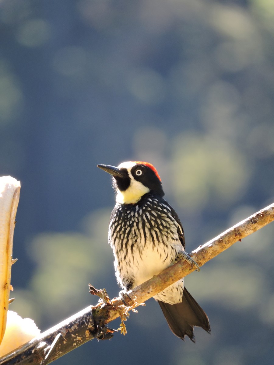 Acorn Woodpecker - ML79853621