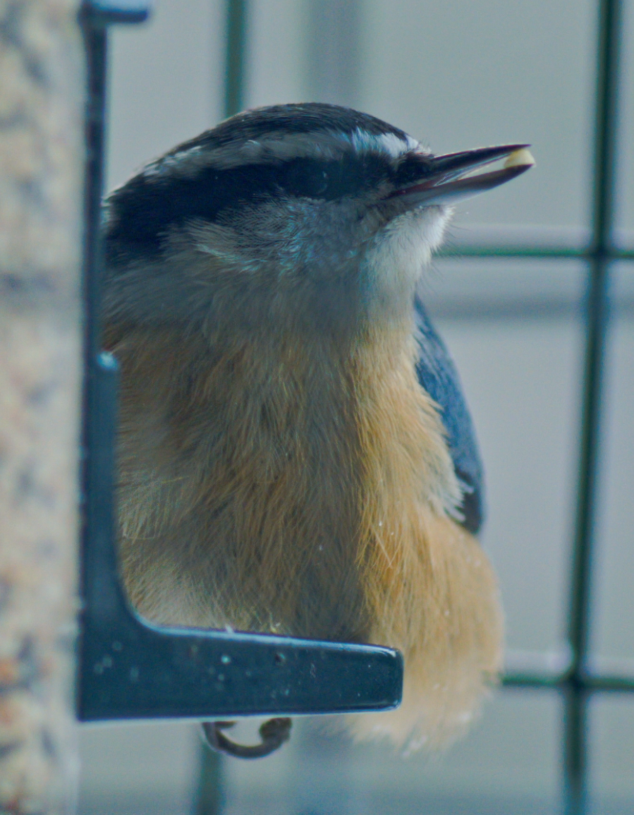 Red-breasted Nuthatch - ML79854481