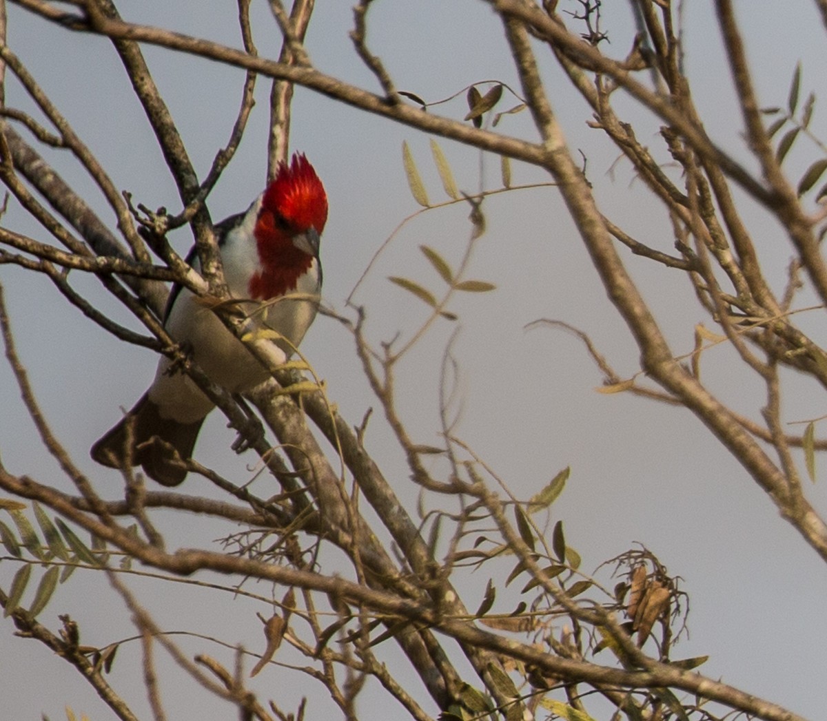 Red-crested Cardinal - ML79855041