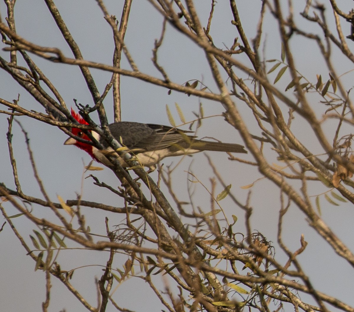 Red-crested Cardinal - ML79855051