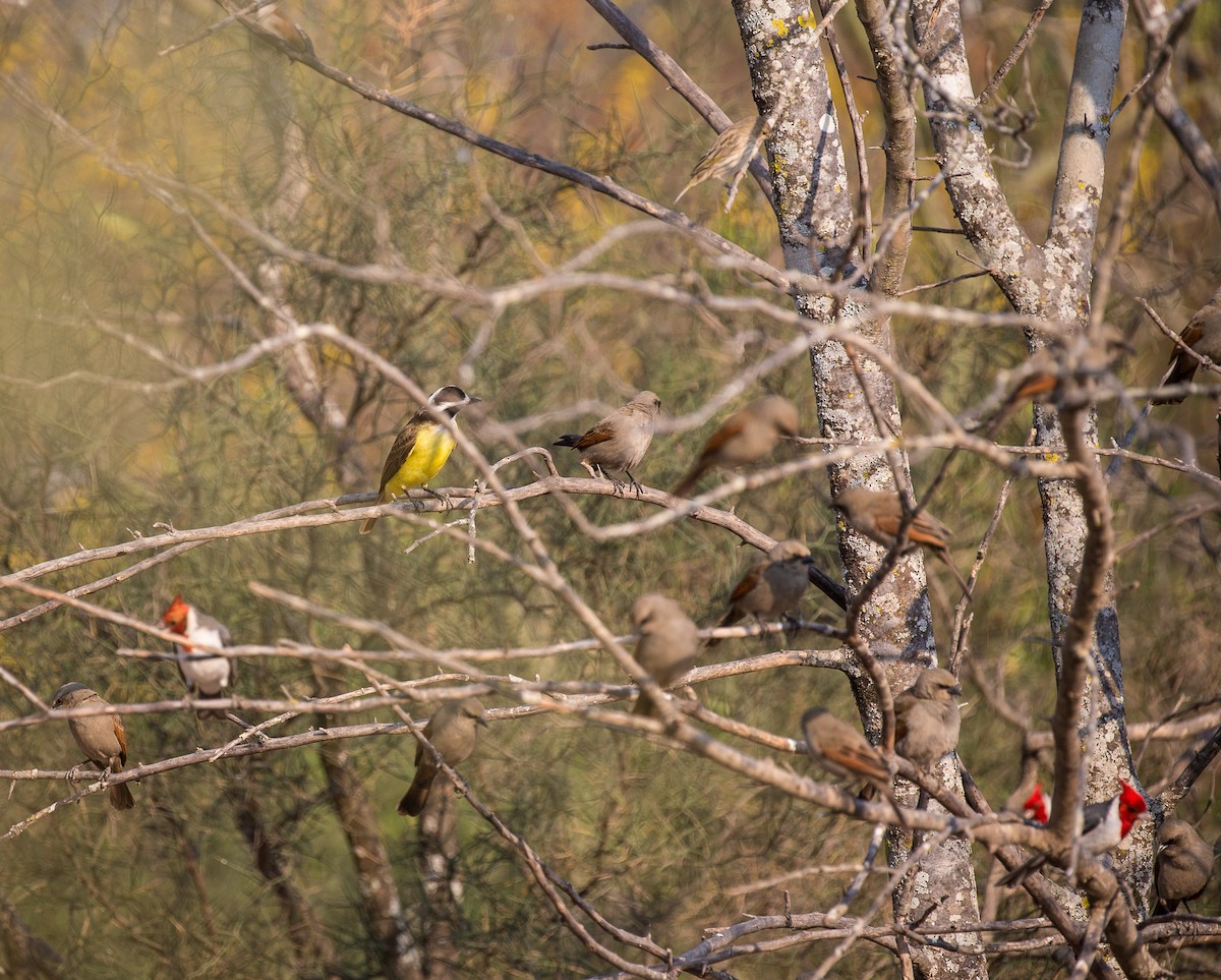 Red-crested Cardinal - ML79855071