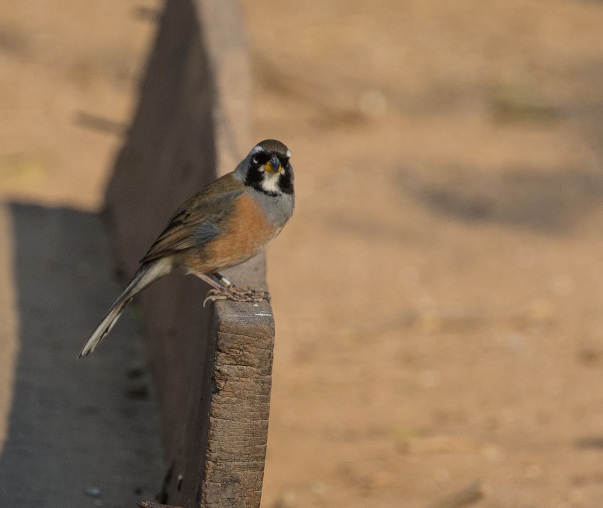 Many-colored Chaco Finch - ML79855241