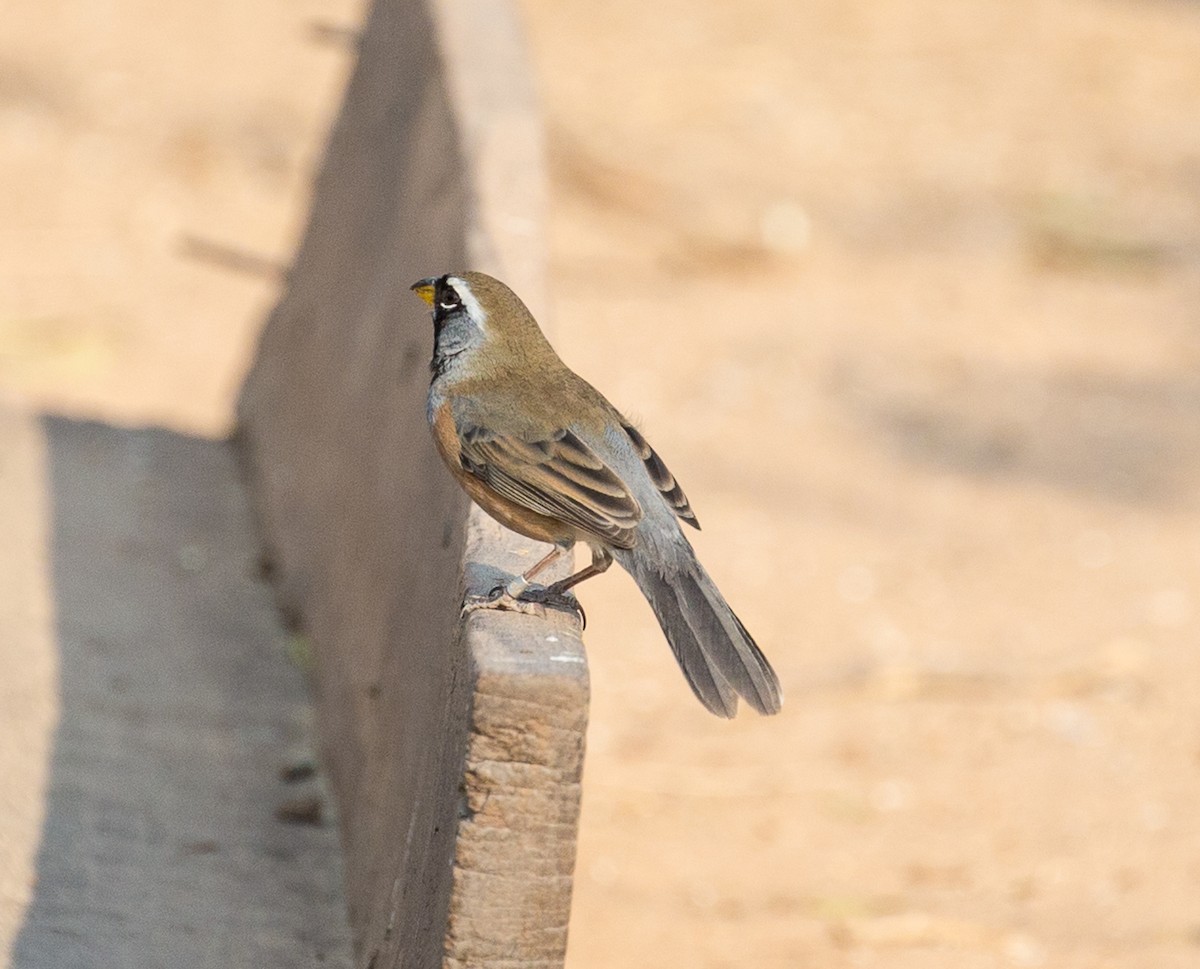 Many-colored Chaco Finch - ML79855251