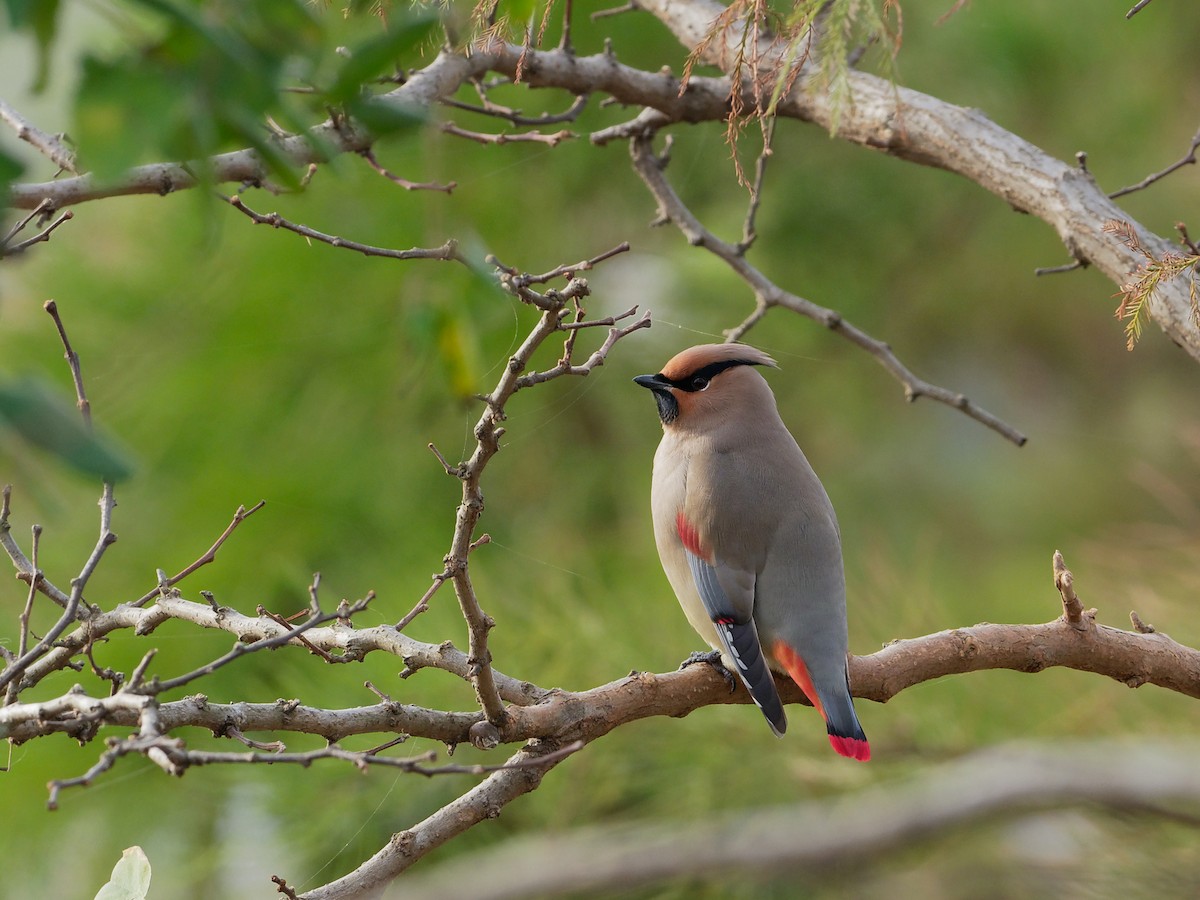 Japanese Waxwing - ML79856321