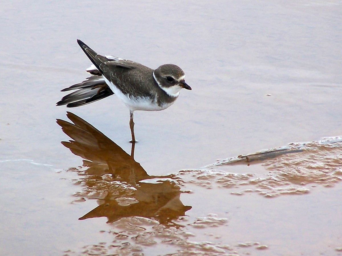 Semipalmated Plover - ML79856351