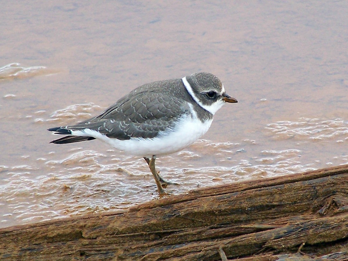 Semipalmated Plover - ML79856361