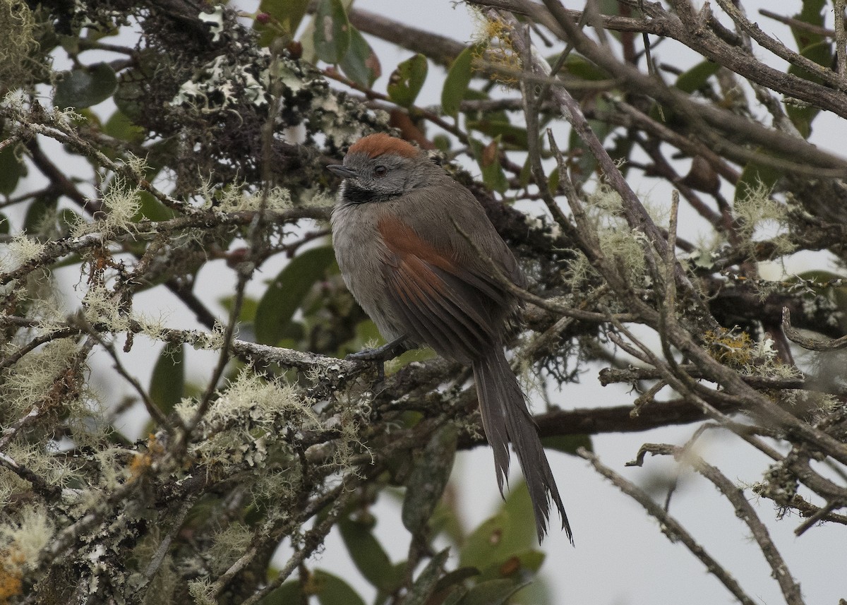 Silvery-throated Spinetail - ML79856551