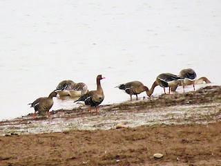 Greater White-fronted Goose, ML79857971
