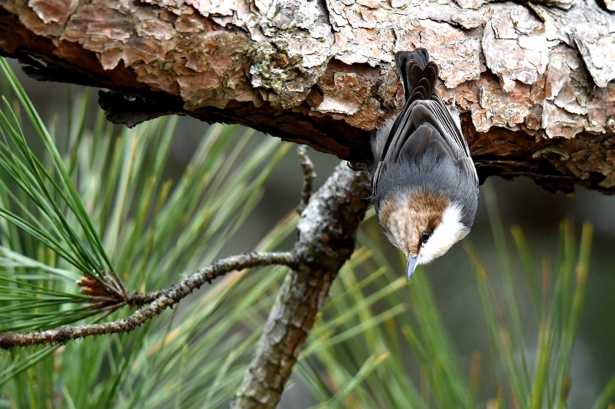 Brown-headed Nuthatch - ML79860241