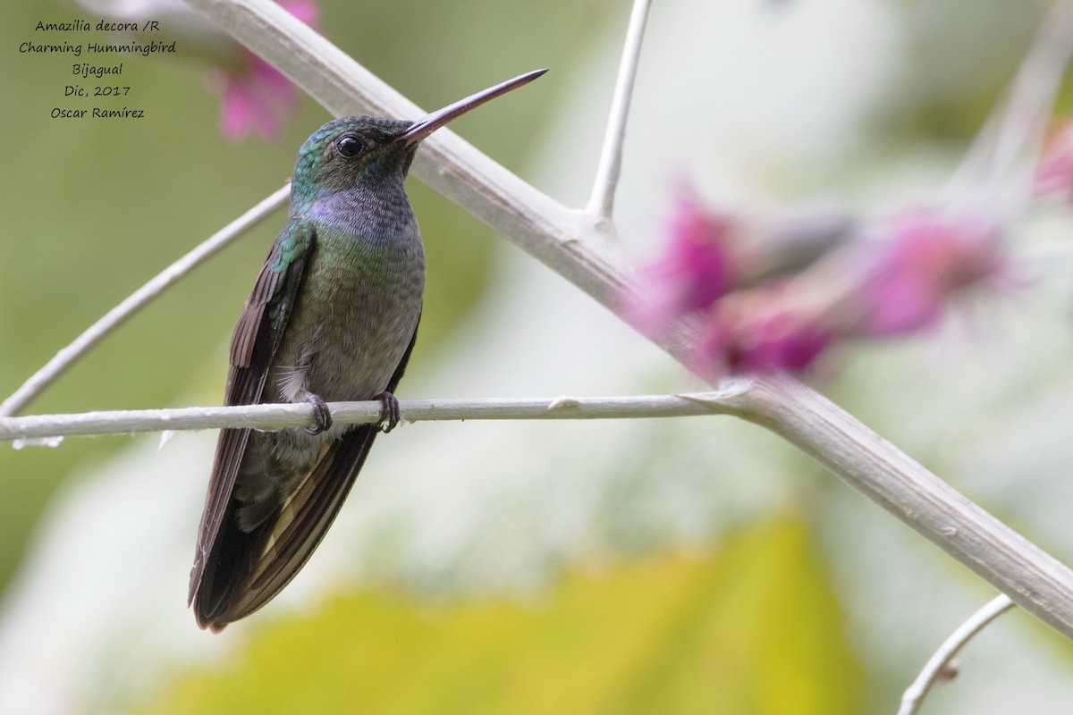Charming Hummingbird - ML79861981
