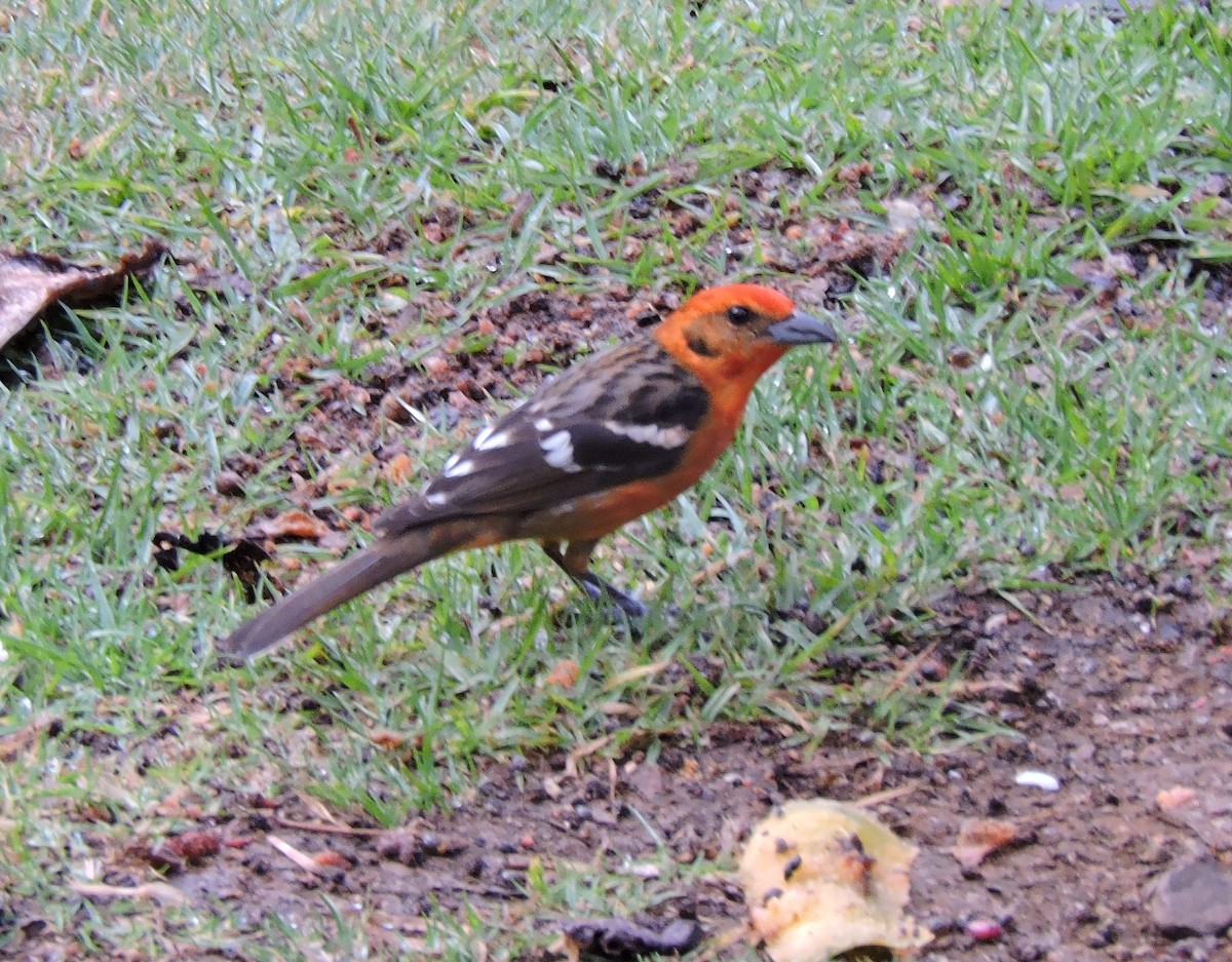 Flame-colored Tanager - ML79863101