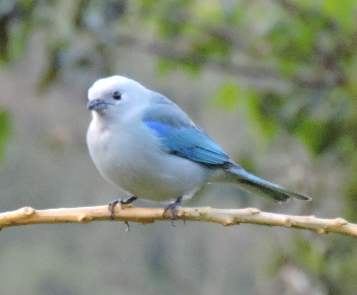Blue-gray Tanager - ML79863491
