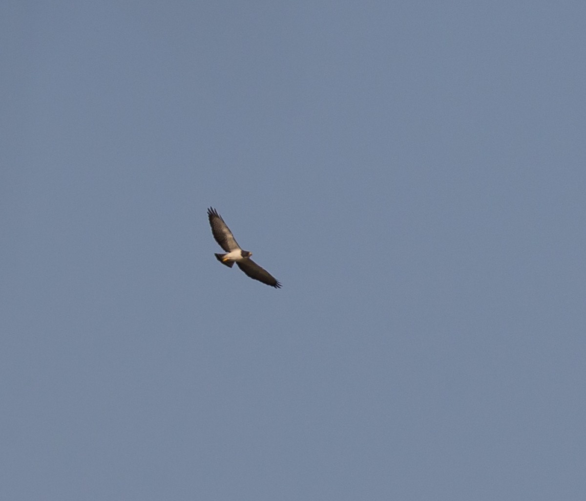 Short-tailed Hawk - ML79863591