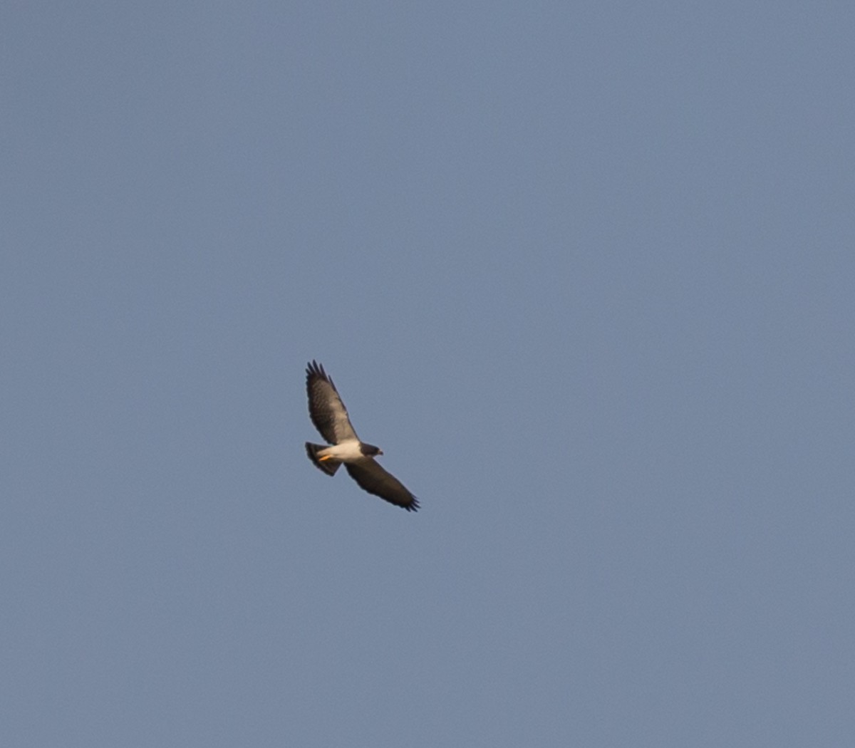 Short-tailed Hawk - ML79863601