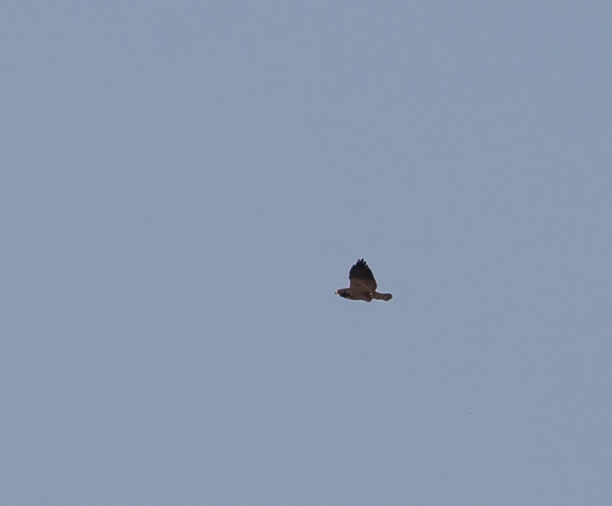 Short-tailed Hawk - ML79863611