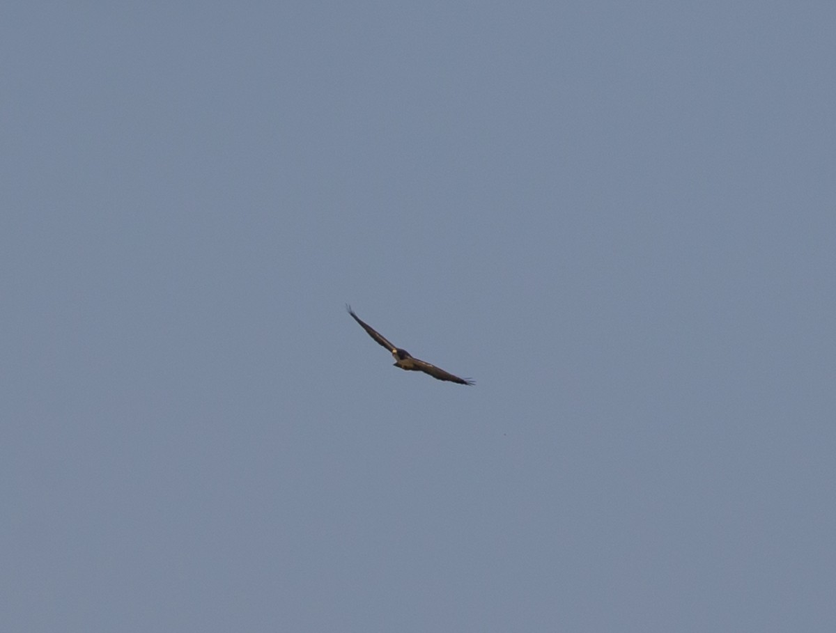 Short-tailed Hawk - ML79863621