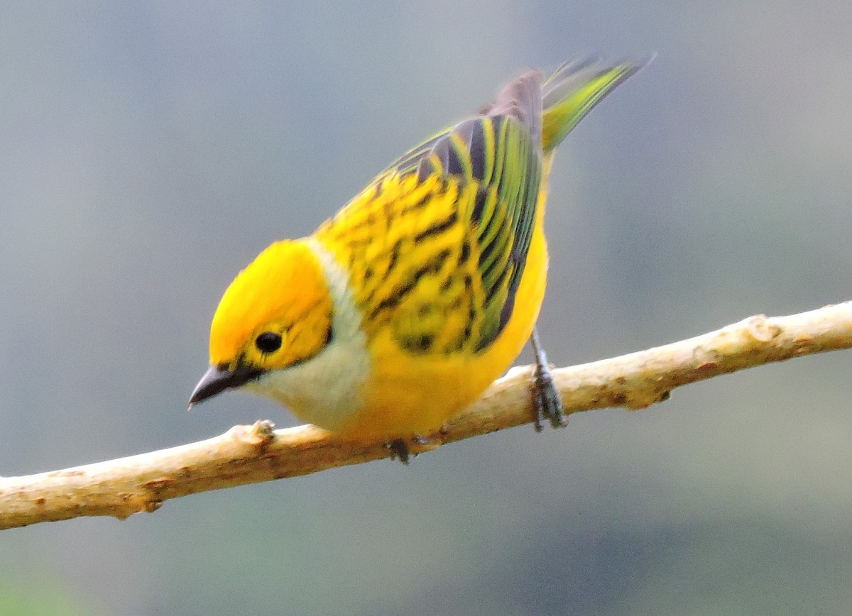 Silver-throated Tanager - ML79864101