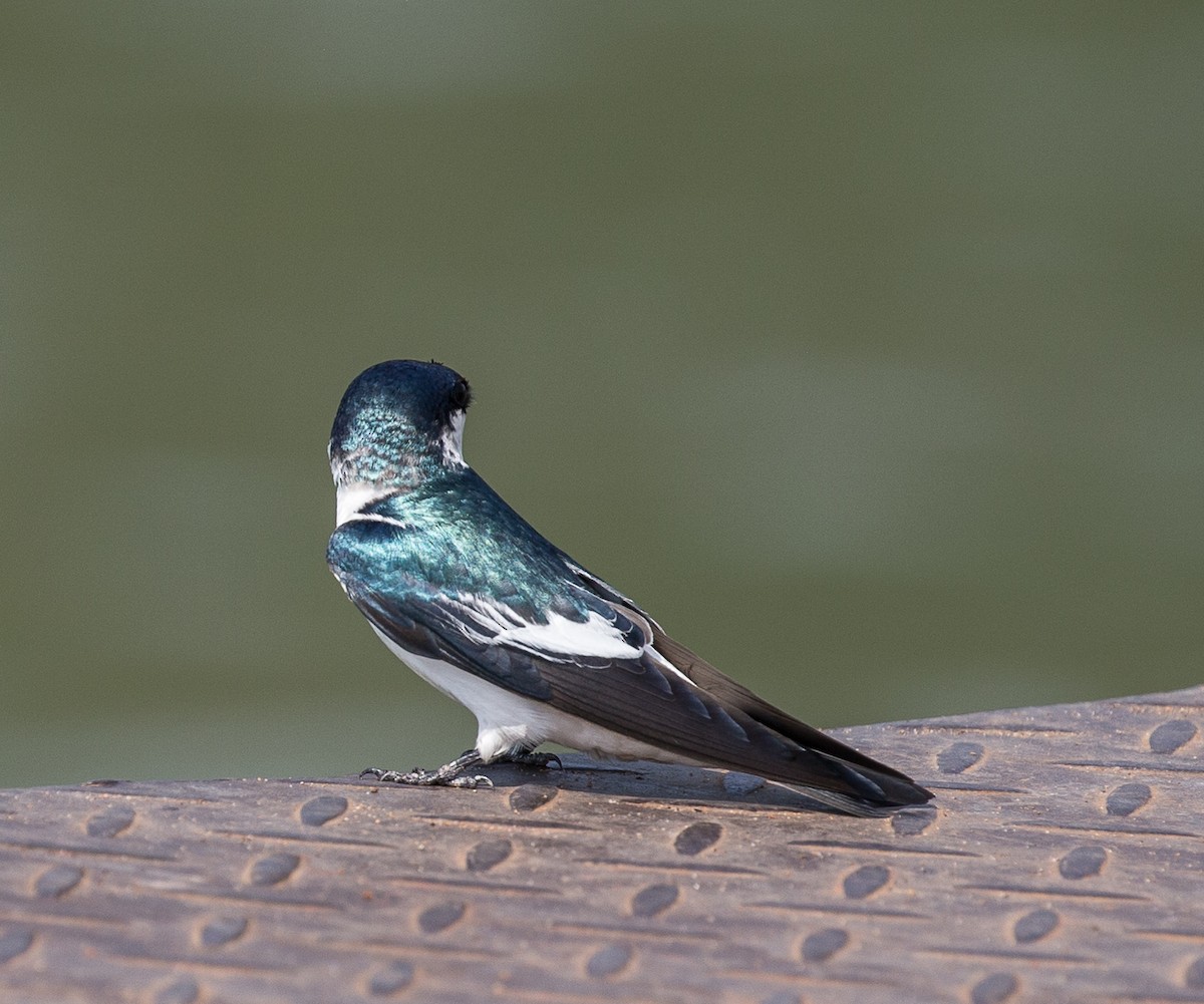 White-winged Swallow - ML79865301