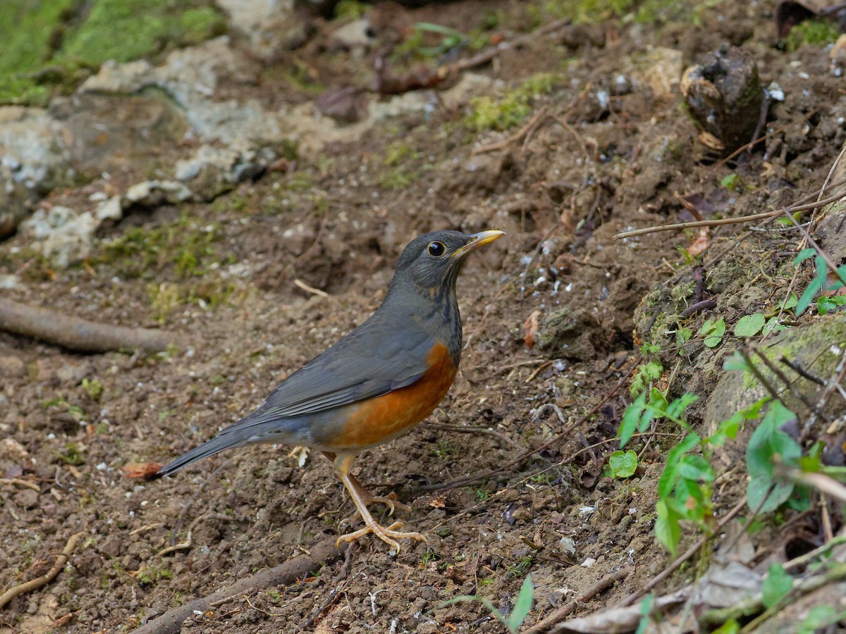Black-breasted Thrush - ML79868241