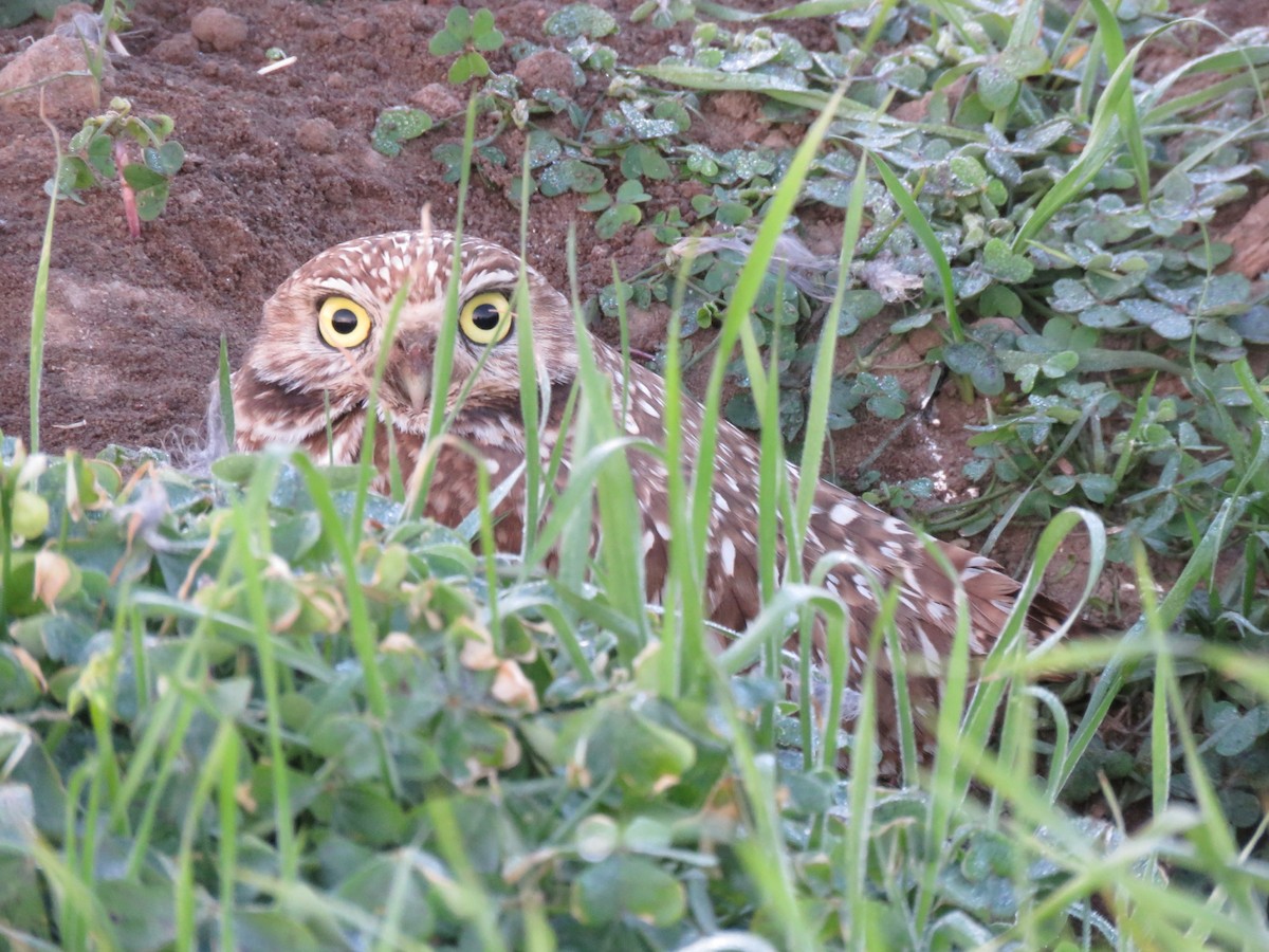 Burrowing Owl - George Chrisman