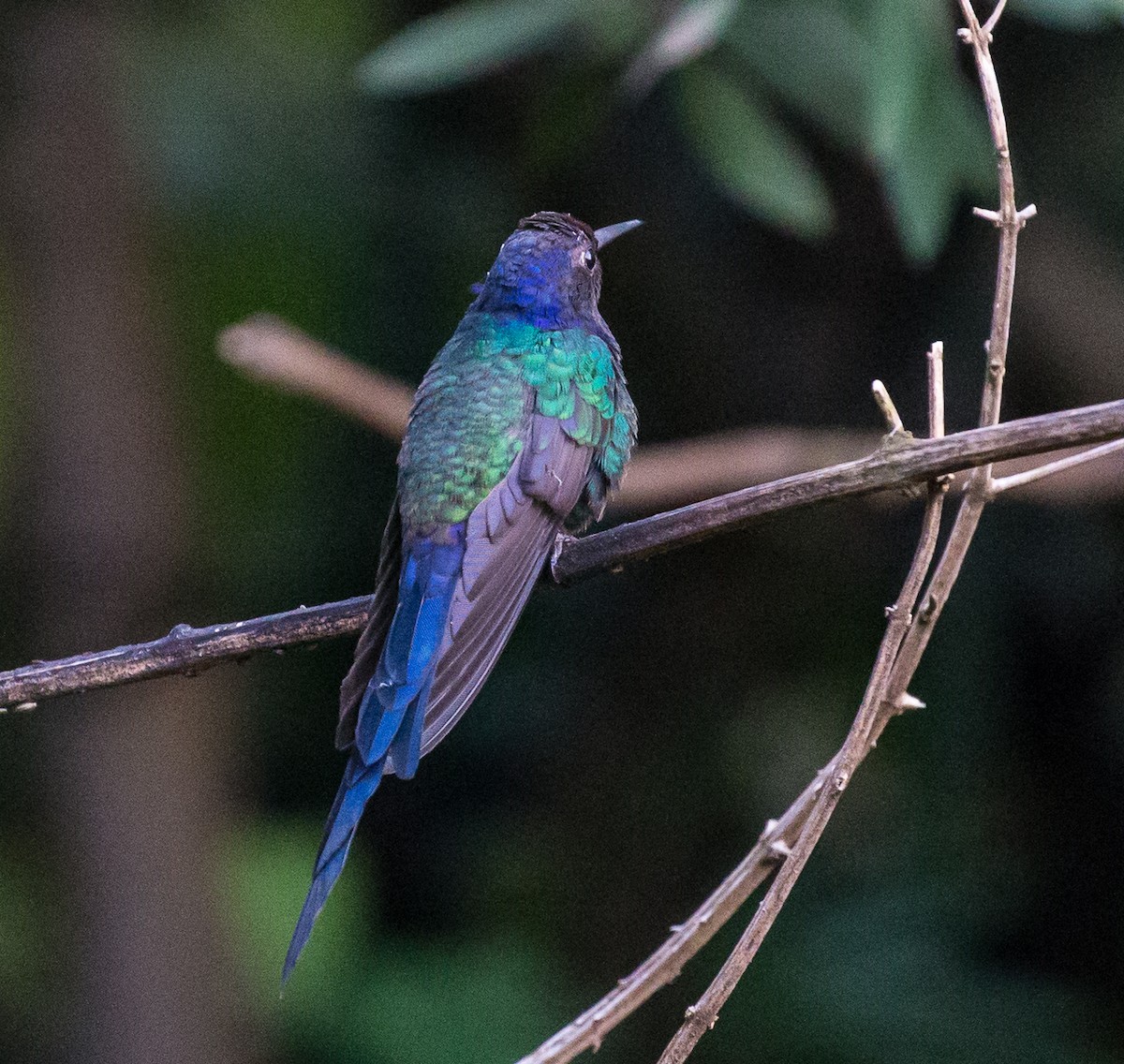 Swallow-tailed Hummingbird - ML79869561