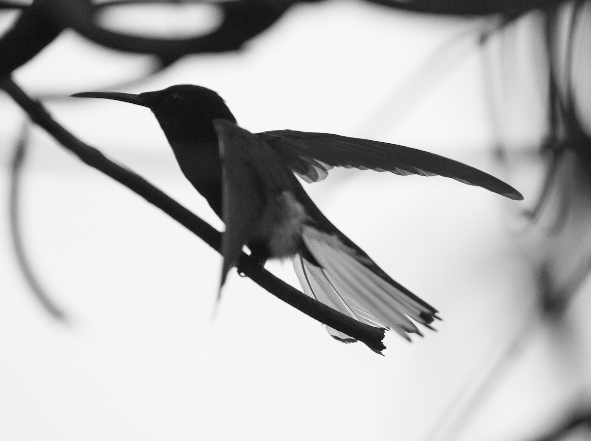 kolibřík černobílý - ML79869841